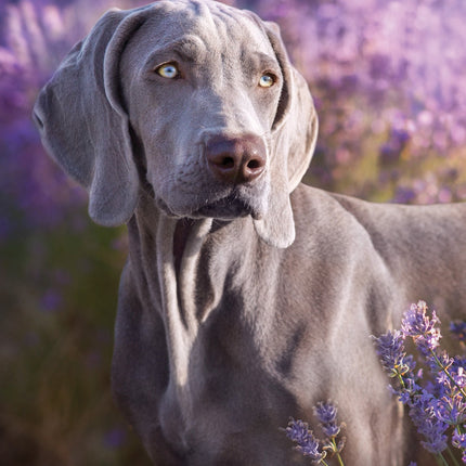 CalendarsRUs Weimaraner A3 Kalender 2026