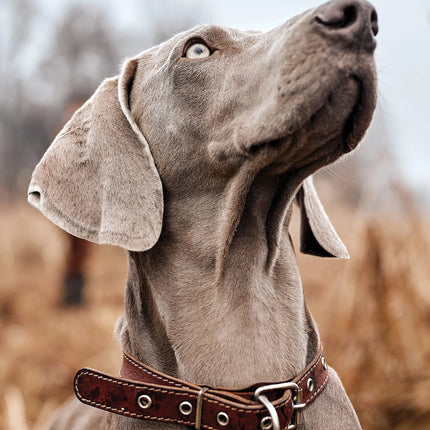 CalendarsRUs Weimaraner A3 Kalender 2027