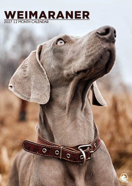 CalendarsRUs Weimaraner A3 Kalender 2027
