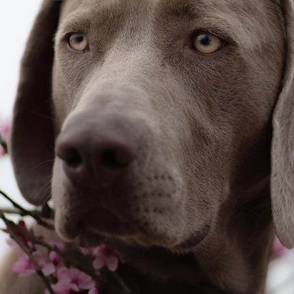 CalendarsRUs Weimaraner Slimline Kalender 2026