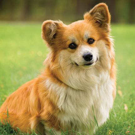 CalendarsRUs Welsh Corgi A3 Kalender 2027