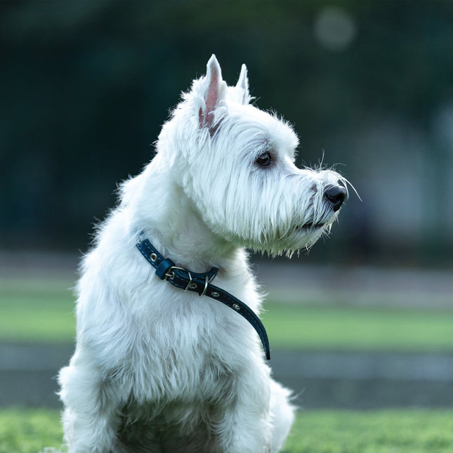 CalendarsRUs West Highland White Terrier Kalender 2026