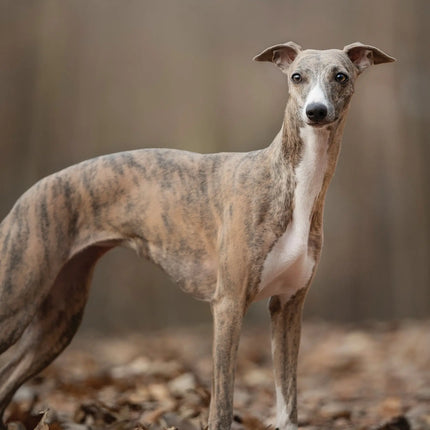 CalendarsRUs Whippet A3 Kalender 2027
