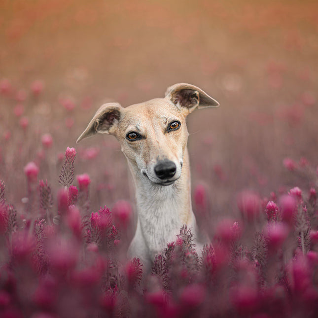 CalendarsRUs Whippet Kalender 2026