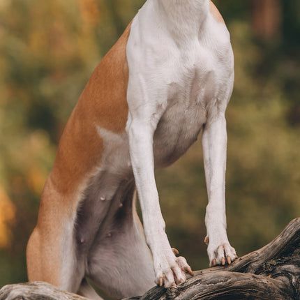 CalendarsRUs Whippet Slimline Kalender 2026
