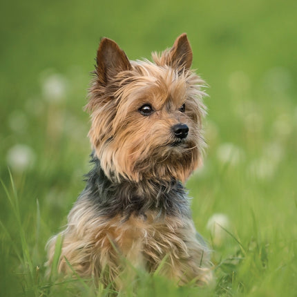 CalendarsRUs Yorkshire Terrier A3 Kalender 2026