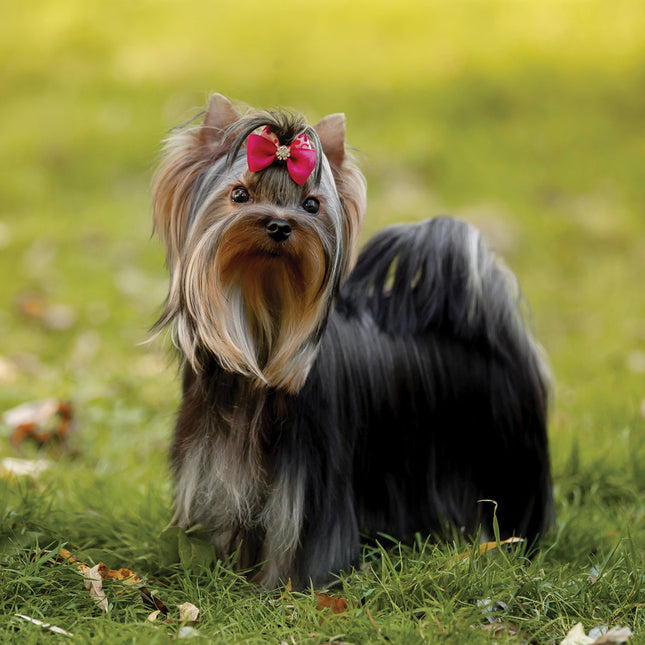 CalendarsRUs Yorkshire Terrier Kalender 2026