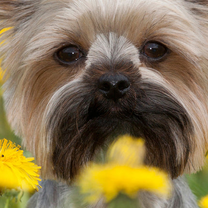 CalendarsRUs Yorkshire Terrier Slimline Kalender 2026