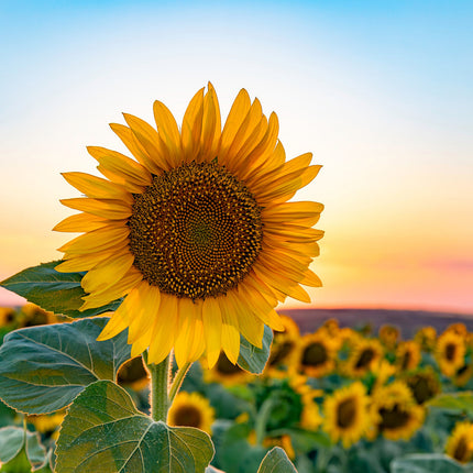 CalendarsRUs Zonnebloemen Kalender 2026