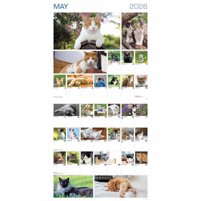 CarouselCalendars 365 Dagen Katten Kalender 2026