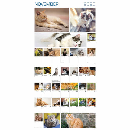 CarouselCalendars 365 Dagen Katten Kalender 2026