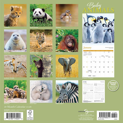 CarouselCalendars Baby Dieren Kalender 2026