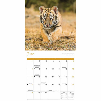 CarouselCalendars Baby Dieren Kalender 2026