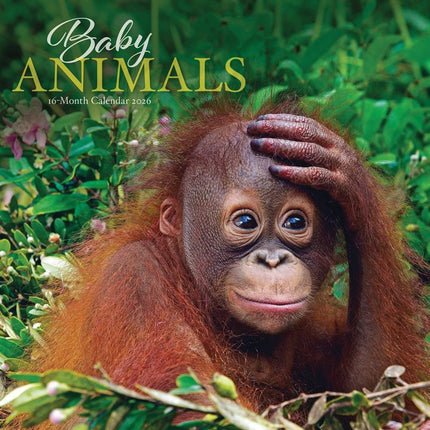 CarouselCalendars Baby Dieren Kalender 2026