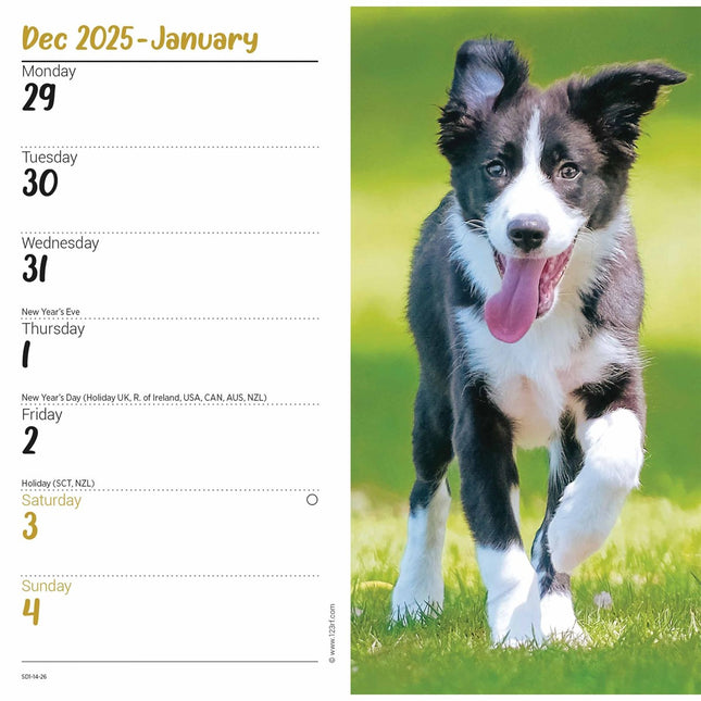 CarouselCalendars Border Collies Slim Agenda 2026