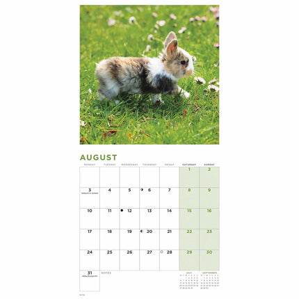 CarouselCalendars Bunnies Kalender 2026 Mini