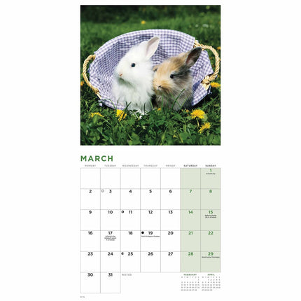 CarouselCalendars Bunnies Kalender 2026 Mini