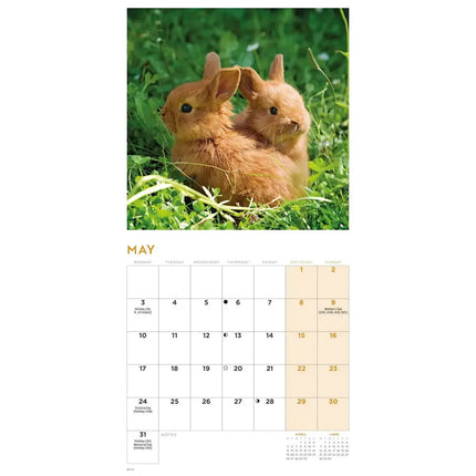 CarouselCalendars Bunnies Kalender 2026 Mini