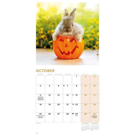 CarouselCalendars Bunnies Kalender 2027 Mini