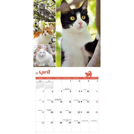 CarouselCalendars Cat Lovers Kalender 2026