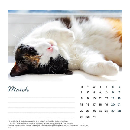 CarouselCalendars Cat Naps Deskkalender 2027