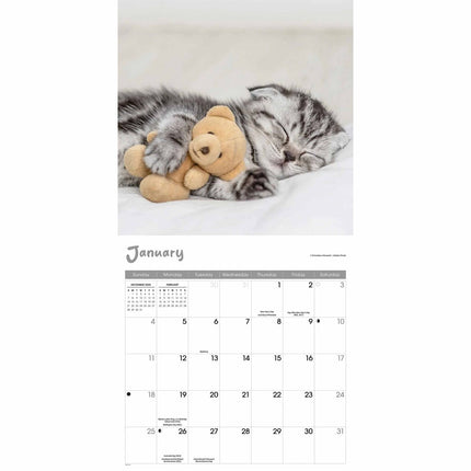 CarouselCalendars Cat Naps Kalender 2026
