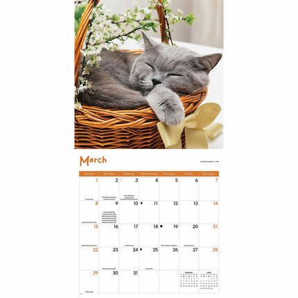 CarouselCalendars Cat Naps Kalender 2026