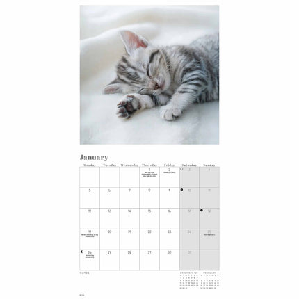 CarouselCalendars Cat Naps Mini Kalender 2026