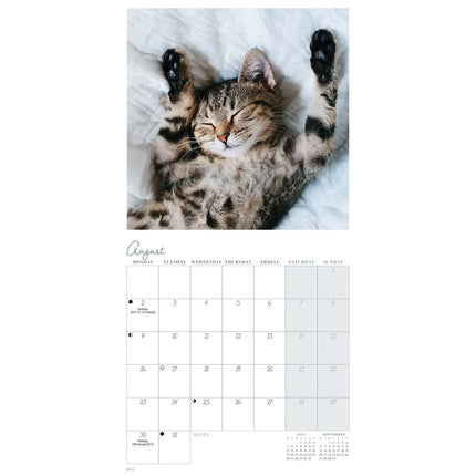 CarouselCalendars Cat Naps Mini Kalender 2026