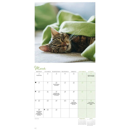 CarouselCalendars Cat Naps Mini Kalender 2026