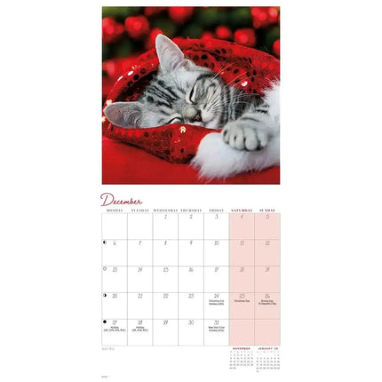 CarouselCalendars Cat Naps Mini Kalender 2027