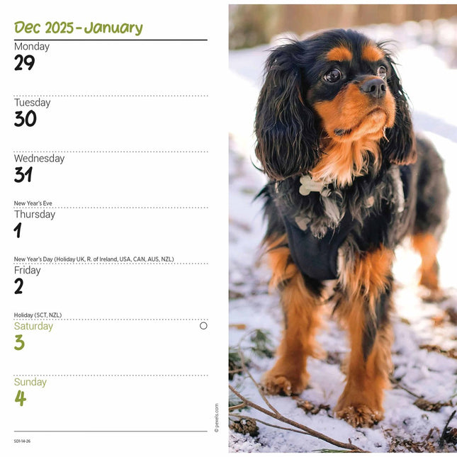 CarouselCalendars Cavalier King Charles Spaniel Slim Agenda 2026