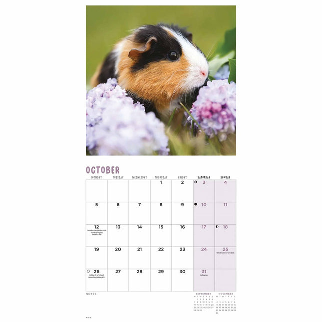 CarouselCalendars Cavia Kalender 2026 Mini