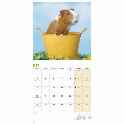 CarouselCalendars Cavia Kalender 2026 Mini