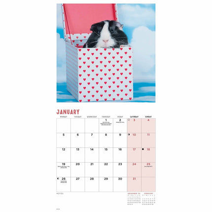 CarouselCalendars Cavia Kalender 2026 Mini