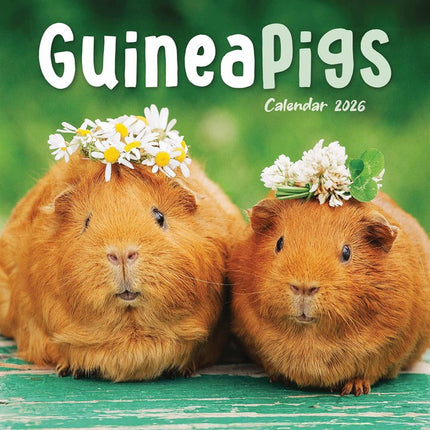 CarouselCalendars Cavia Kalender 2026 Mini