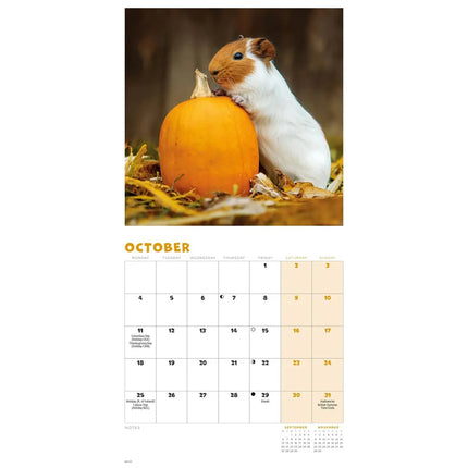 CarouselCalendars Cavia Kalender 2027 Mini