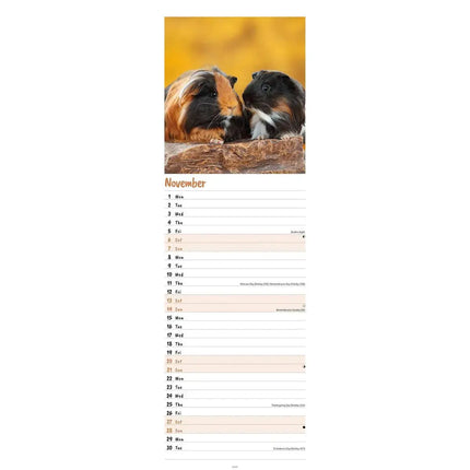 CarouselCalendars Cavia Kalender 2027 Slimline