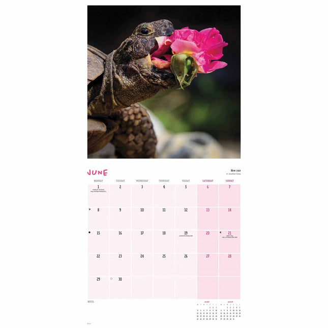 CarouselCalendars Comedy Pet Kalender 2026