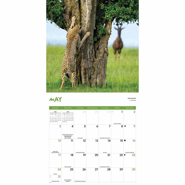 CarouselCalendars Comedy Wildlife Kalender 2026