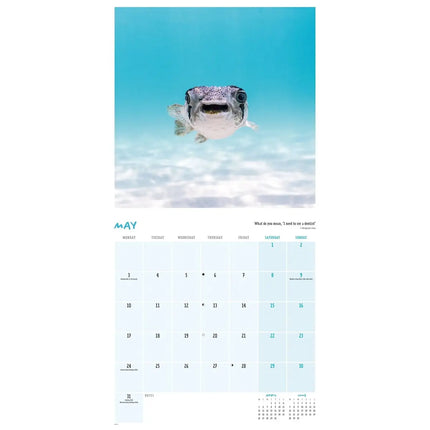 CarouselCalendars Comedy Wildlife Kalender 2027