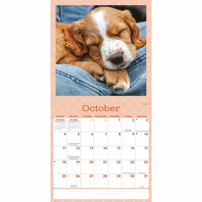 CarouselCalendars Dog Naps Kalender 2026