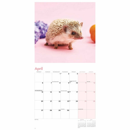 CarouselCalendars Egel Kalender 2026