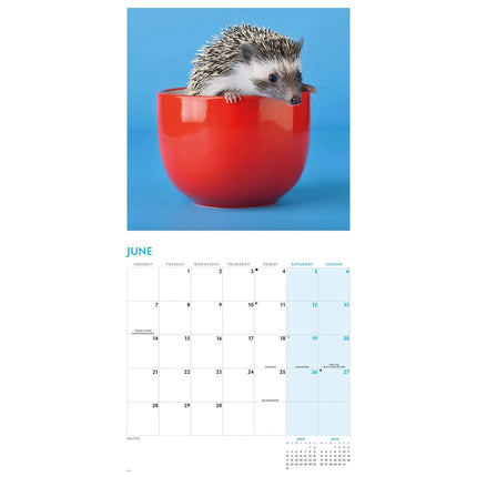 CarouselCalendars Egel Kalender 2027
