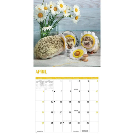 CarouselCalendars Egel! Kalender 2027