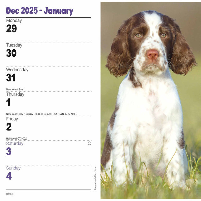 CarouselCalendars Engelse Springer Spaniel Slim Agenda 2026