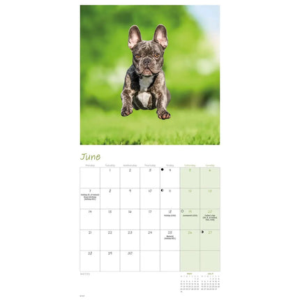 CarouselCalendars Franse Bulldog Kalender 2027 Mini