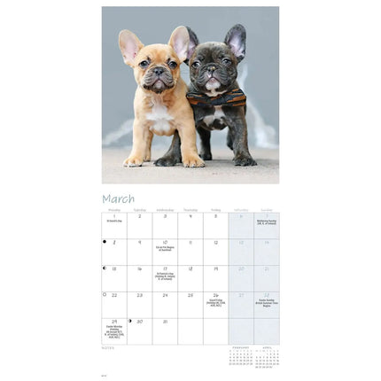 CarouselCalendars Franse Bulldog Kalender 2027 Mini