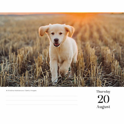 CarouselCalendars Golden Retriever Scheurkalender 2026 Boxed