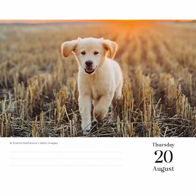 CarouselCalendars Golden Retriever Scheurkalender 2026 Boxed